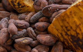 Manos sosteniendo una taza de cacao ceremonial