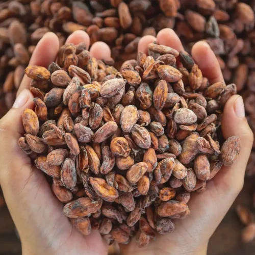 Persona con cacao en las manos